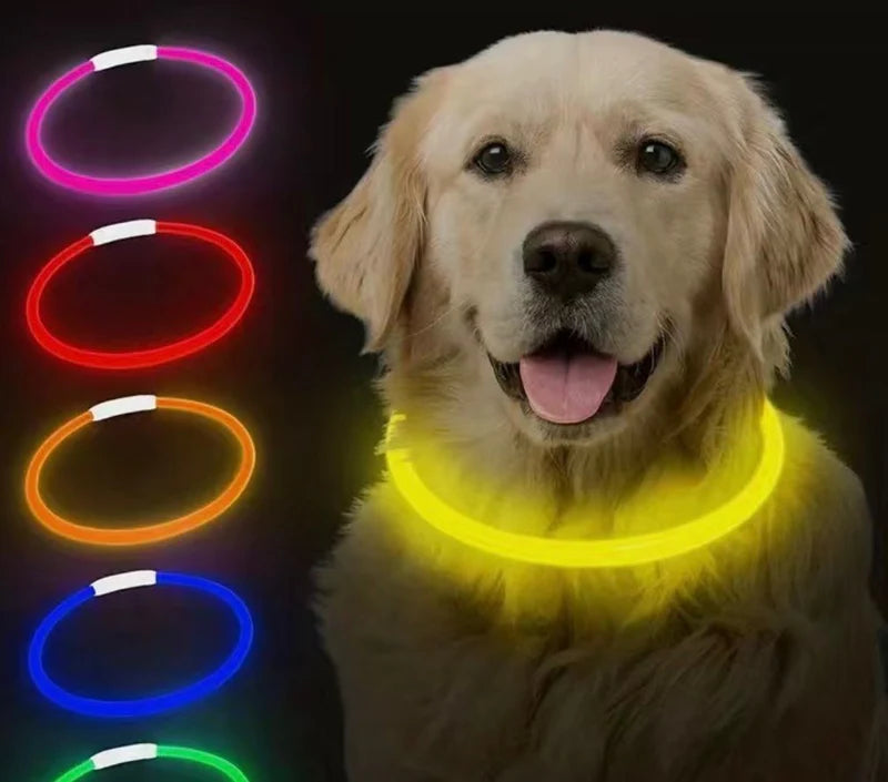 Leuchtendes Hundehalsband - Alltagswelt